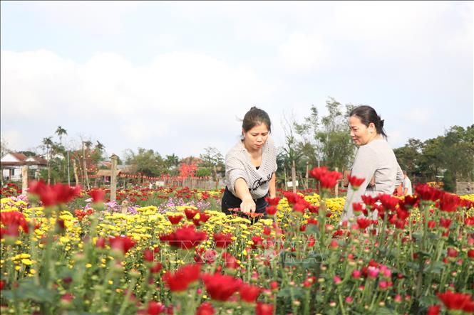 Du khách thích thú chọn lựa hoa Tết. Ảnh: Mai Trang - TTXVN