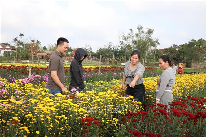 Người dân khắp nơi tìm về mua hoa tại vườn hoa Dương Nỗ. Ảnh: Mai Trang - TTXVN
