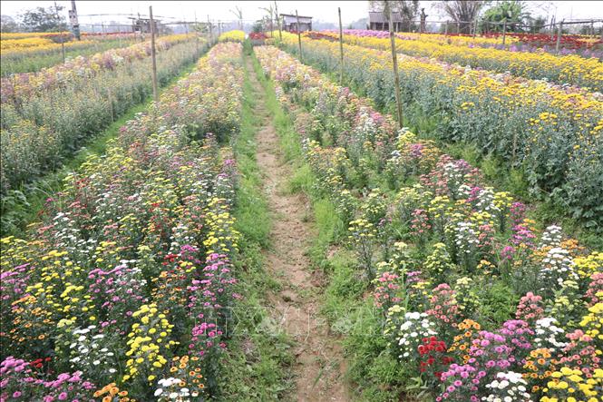 Đa dạng các sắc hoa tại vườn hoa Dương Nỗ. Ảnh: Mai Trang - TTXVN