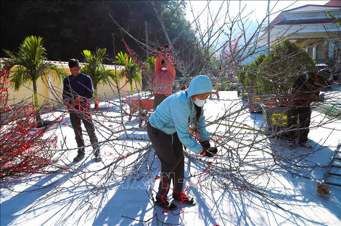 Người dân địa phương xã miền núi Nậm Cắn (tỉnh Nghệ An) tập kết những cành, gốc đào đá ở gần chợ phiên Nậm Cắn để trưng bày, bán lại cho người dân, thương lái. Ảnh: Xuân Tiến - TTXVN 