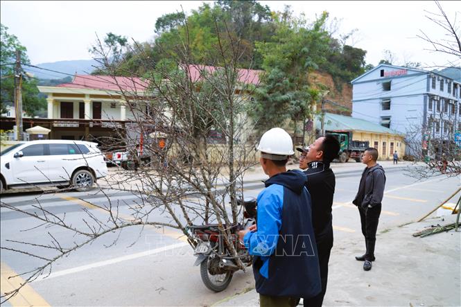 Người dân lựa chọn, mua đào đá khi thương lái vừa chở xuống tại trung tâm xã Mường Xén (tỉnh Nghệ An). Ảnh: Xuân Tiến - TTXVN 