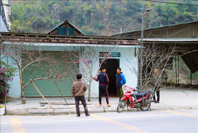 Gốc, cành đào đá với kích thước, thế dáng đa dạng được bày bán nhiều dọc hai bên Quốc lộ 7, đoạn chạy qua xã Mường Xén (tỉnh Nghệ An). Ảnh: Xuân Tiến - TTXVN 