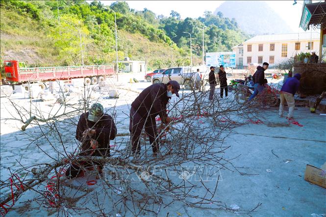 Các thương lái cột, chằng các gốc, cành đào đá thu mua của người dân xã miền núi, biên giới Nậm Cắn cho gọn lại trước lúc xếp lên xe, vận chuyển về địa bàn miền xuôi tiêu thụ. Ảnh: Xuân Tiến - TTXVN 