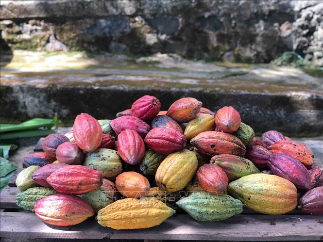 The greatest value of cocoa lies not in raw beans, but in its potential to be processed deeply and tell the story of the local land and its people. VNA Photo: Kha Phạm 