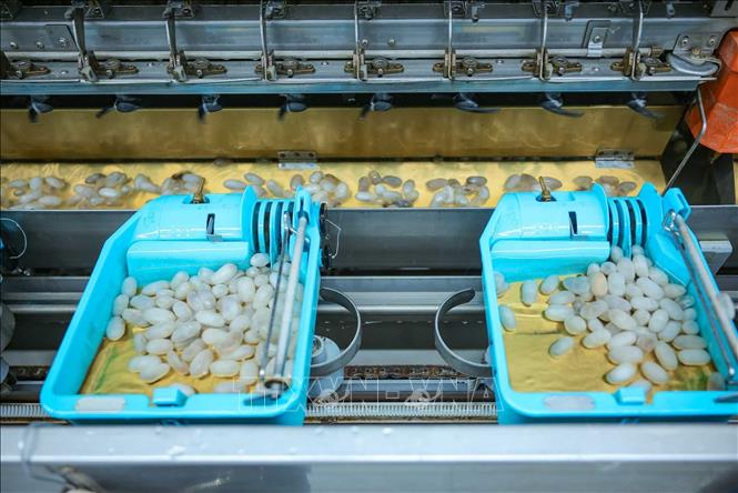 Công ty Cổ phần Dâu tằm tơ Yên Bái đầu tư nhà máy hiện đại với công suất thiết kế 150 tấn tơ/năm, tiêu thụ khoảng từ 1.100 đến 1.200 tấn kén /năm. Ảnh: Hoàng Hiếu - TTXVN