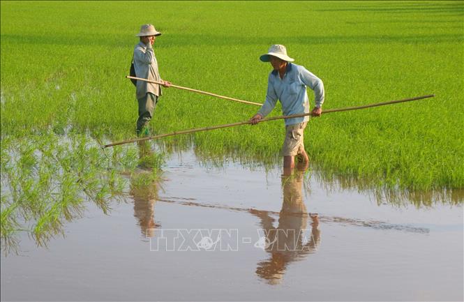 Nông dân xã Lương Tâm, thành phố Cần Thơ chăm sóc lúa Đông Xuân 2025 – 2026. Ảnh: Duy Khương – TTXVN