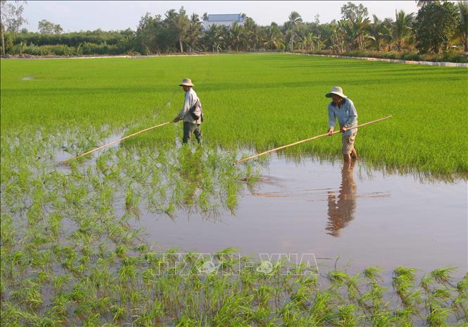 Nông dân xã Lương Tâm, thành phố Cần Thơ chăm sóc lúa Đông Xuân 2025 – 2026. Ảnh: Duy Khương – TTXVN