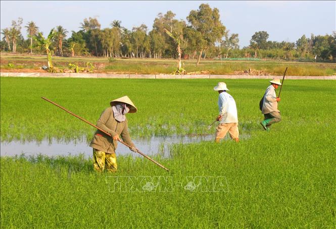 Nông dân xã Lương Tâm, thành phố Cần Thơ chăm sóc lúa Đông Xuân 2025 - 2026. Ảnh: Duy Khương – TTXVN