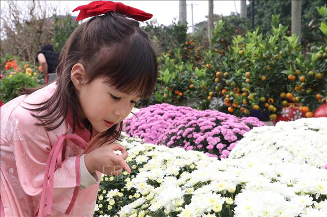 Chợ hoa là nơi nhiều du khách lựa chọn để lưu lại những bức ảnh đẹp và cảm nhận không khí Tết đang đến gần. Ảnh: Hải Yến - TTXVN
