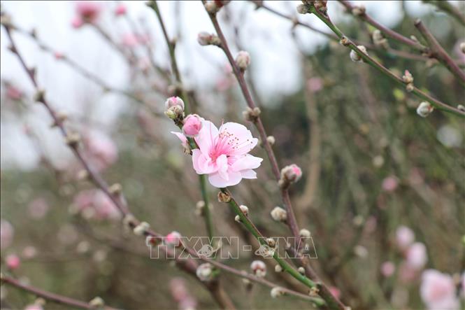 Đào phai Đông Sơn, Ninh Bình với đặc trưng cánh hoa to, màu phớt hồng được nhiều khách hàng ưa thích chọn lựa. Ảnh: Hải Yến - TTXVN.