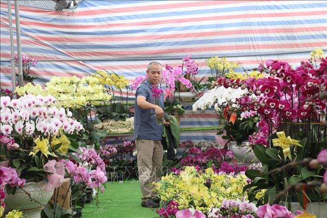 Hoa Lan là mặt hàng được nhiều người lựa chọn tại chợ Hoa xuân Hoa Lư, phường Hoa Lư, tỉnh Ninh Bình. Ảnh: Hải Yến - TTXVN