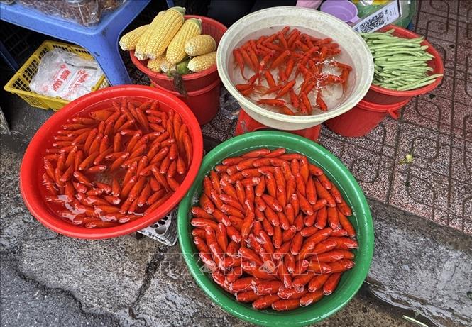 Cá chép đỏ phục vụ phóng sinh được bán phổ biến với giá từ 15.000 - 25.000 đồng mỗi con, gồm nhiều chủng loại và kích cỡ. Ảnh: Quốc Lũy - TTXVN