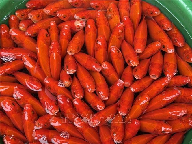 Cá chép phục vụ phóng sinh. Ảnh: Quốc Lũy - TTXVN
