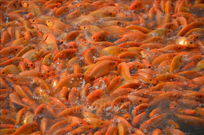 Cá chép đỏ được nuôi khoảng 4 tháng để phục vụ thị trường Tết ông Tao. Ảnh: Lê Xuân-TTXVN