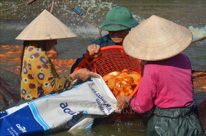 Cá chép được bỏ vào bao, vận chuyển đi tiêu thụ ở thị trường Thành phố Hồ Chí Minh. Ảnh: Lê Xuân-TTXVN