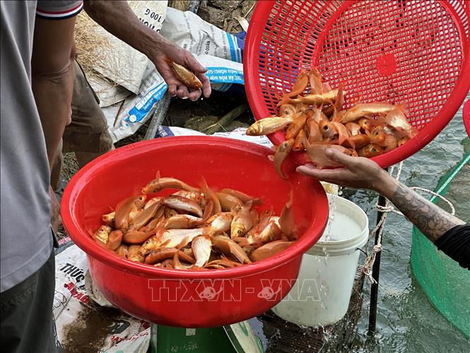 Loại cá chép đỏ được thị trường ưa chuộng là loại có kích cỡ trung bình, khoảng 20 con/kg. Ảnh: Lê Xuân-TTXVN