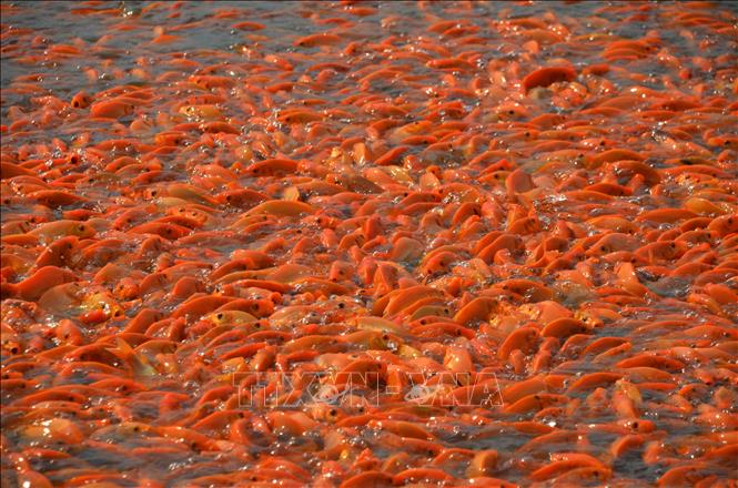 Cá chép được nuôi ở xã Bình Minh, tỉnh Đồng Nai có màu đep, khỏe mạnh. Ảnh: Lê Xuân-TTXVN