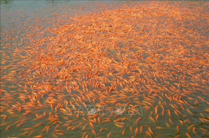 Xã Bình Minh có khoảng 55 ha nuôi cá chép đỏ, sản lượng đạt khoảng 70 tấn cá/năm được xem là thủ phủ nuôi cá chép đỏ của miền Nam. Ảnh: Lê Xuân-TTXVN