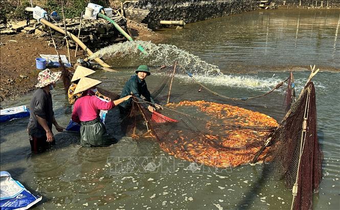 Người dân xã Bình Minh, tỉnh Đồng Nai thu hoạch cá chép đỏ. Ảnh: Lê Xuân-TTXVN