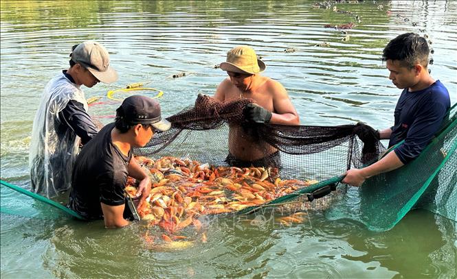 Giá cá chép năm nay được các thương lá thu mua dao động từ 60.000 đến 80.000 đồng/kg. Ảnh: Lê Xuân-TTXVN