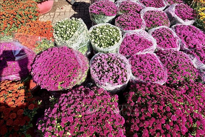 Hoa cúc đầy màu sắc được bày bán tại chợ hoa xuân Long Xuyên. Ảnh: Thanh Sang-TTXVN