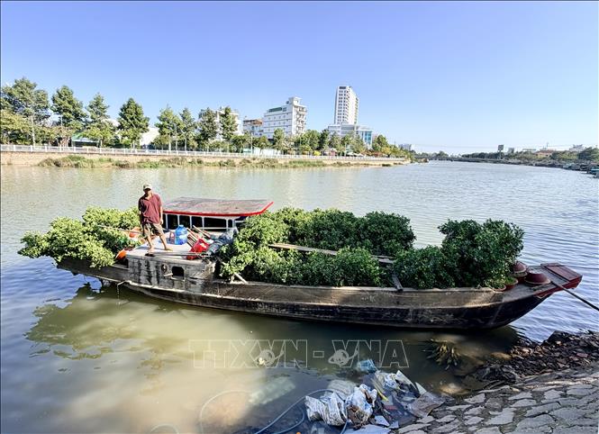 Nhà vườn tất bật vận chuyển hoa, cây cảnh ra chợ hoa xuân Long Xuyên bán Tết. Ảnh: Thanh Sang-TTXVN
