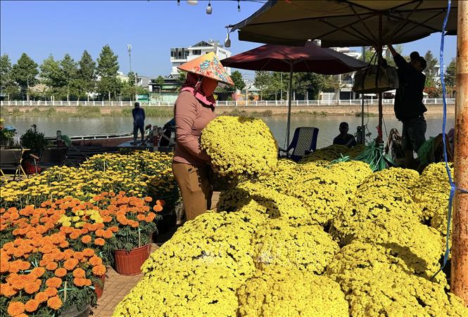 Hoa cúc, vạn thọ rực rỡ, mang ý nghĩa may mắn, sung túc trong năm mới. Ảnh: Thanh Sang-TTXVN