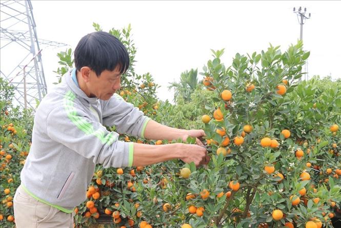 Gia đình anh Nguyễn Văn Quý, thôn Lại Xá 2, xã Thanh Hà, năm nay có khoảng 400 cây quất bán Tết. Đến ngày 9/2, hơn 60% sản lượng đã được tiêu thụ. Ảnh: Mạnh Minh - TTXVN
