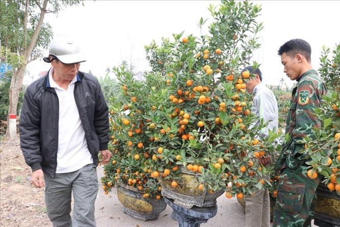 Với thương hiệu trồng quất cảnh hơn 20 năm nên quất cảnh Thanh Hà thu hút khách mua ở Hải Phòng và các vùng lân cận. Dịp cuối tuần, sức mua tăng cao. Ảnh: Mạnh Minh - TTXVN