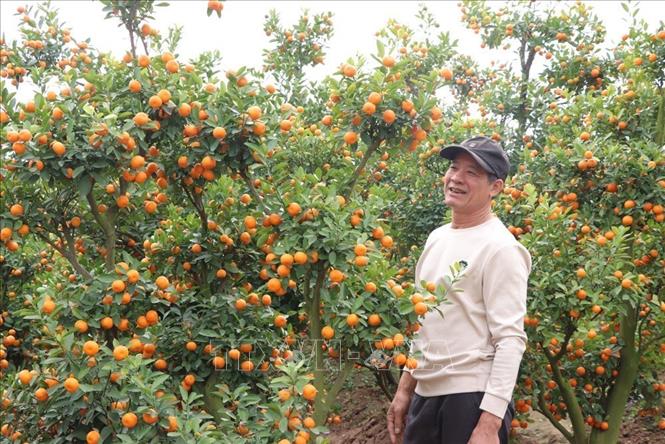 Ông Hoàng Văn Thức, xã Hà Đông, thành phố Hải Phòng luôn chọn quất cảnh Thanh Hà để trang trí nhà dịp Tết vì ưa thích ưu điểm của quất Thanh Hà là: cây khỏe, quả đều, chơi bền. Ảnh: Mạnh Minh - TTXVN