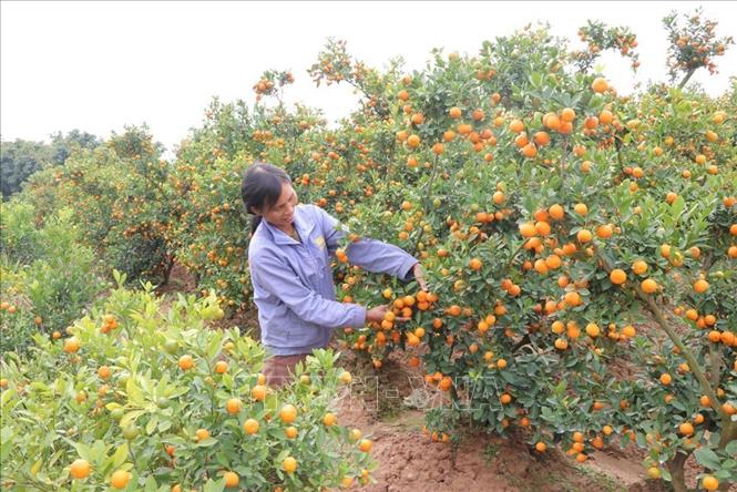 Vườn quất của gia đình bà Dương Thị Lập có 200 gốc quất bán dịp Tết Nguyên đán Bính Ngọ 2026. Cách tết chừng 2 tháng, khách hàng từ Quảng Ninh đã đặt mua 80 cây. Ảnh: Mạnh Minh - TTXVN 