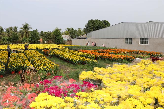Vườn hoa làng nghề hoa cảnh Vĩnh Yên. Ảnh: Thanh Hòa - TTXVN