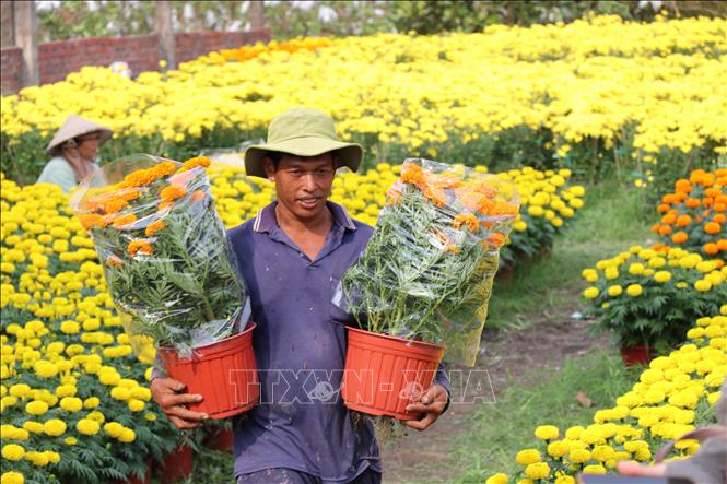 Lao động ở làng nghề hoa cảnh Vĩnh Yên giao cho khách hàng. Ảnh: Thanh Hòa - TTXVN