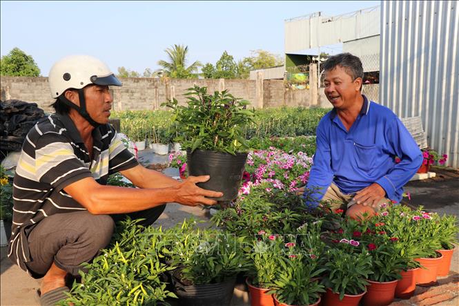 Khách mua hoa cảnh của nhà vườn Nguyễn Văn Thảo, làng nghề hoa cảnh Vĩnh Yên. Ảnh: Thanh Hòa - TTXVN