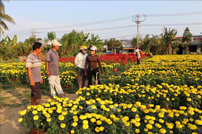 Thương lái chọn mua hoa ở làng nghề hoa cảnh Vĩnh Yên, phường Long Đức, tỉnh Vĩnh Long. Ảnh: Thanh Hòa - TTXVN
