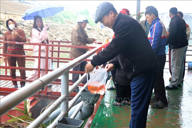 Hoạt động thả cá được tỉnh Tuyên Quang tổ chức theo hướng văn minh, bảo vệ môi trường. Ảnh: Hoàng Hải - TTXVN