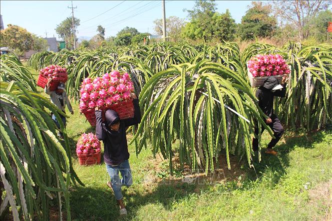 Thanh long chong đèn mùa nghịch ở Lâm Đồng có sản lượng cao, chất lượng đồng đều đáp ứng thị trường dịp Tết Nguyên đán. Ảnh: Hồng Hiếu - TTXVN