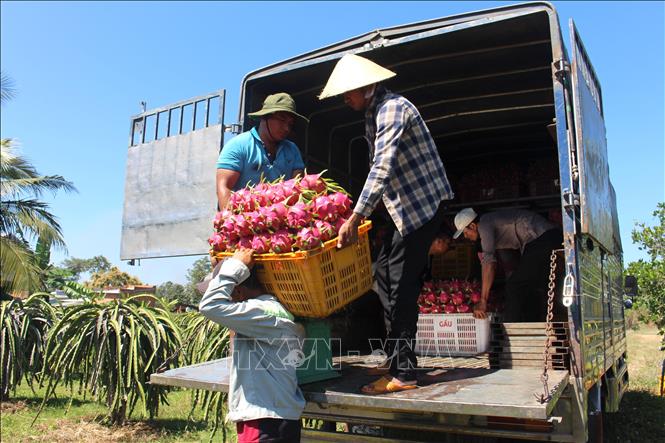 Giá trái thanh long tại vườn ở Lâm Đồng có giá dao động từ 12.000- 14.000 đồng/kg. Ảnh: Hồng Hiếu - TTXVN