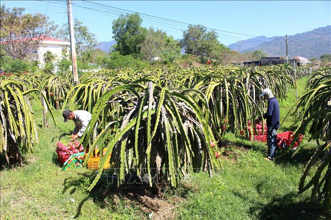 Nhiều nhà vườn ở xã Hàm Thạnh, tỉnh Lâm Đồng sản xuất thanh long vụ nghịch để đáp ứng thị trường Tết Nguyên đán Bính Ngọ năm 2026. Ảnh: Hồng Hiếu - TTXVN