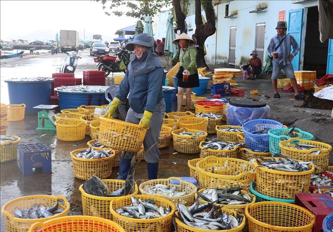 Thủy sản khai thác cập bờ tại Cảng cá An Thới, đặc khu Phú Quốc (An Giang). Ảnh: Lê Huy Hải - TTXVN