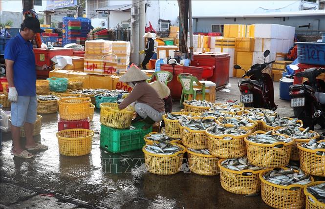 Thủy sản khai thác tại Cảng cá An Thới, đặc khu Phú Quốc (An Giang). Ảnh: Lê Huy Hải - TTXVN