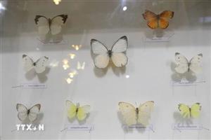 Độc đáo không gian trưng bày côn trùng, thực vật quý hiếm ở Đại học Đà Lạt