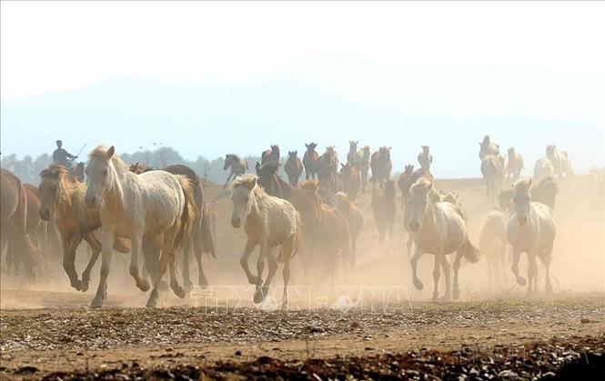 Trung tâm nghiên cứu và phát triển chăn nuôi miền núi thuộc địa bàn xã Bình Sơn, thị xã Sông Công (tỉnh Thái Nguyên) - nơi lưu giữ, phát triển giống ngựa lớn nhất ở Việt Nam (2014).  Ảnh: Minh Đức - TTXVN