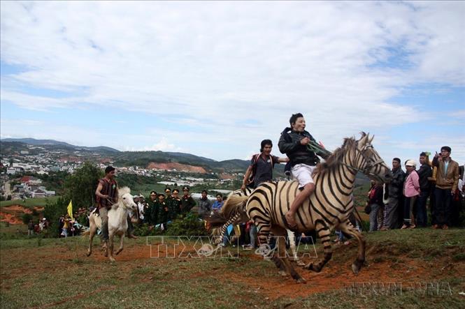  Chú ngựa ô nhanh chóng bứt phá về đích tại cuộc đua ngựa không yên, với sự tham gia của 20 kỵ mã người dân tộc thiểu số huyện Lạc Dương, tỉnh Lâm Đồng (2014). Ảnh: Đặng Tuấn-TTXVN