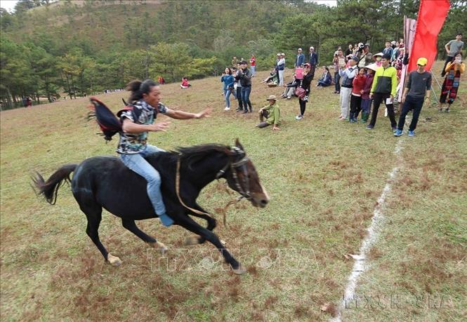 Chiến mã số 15 do K’Truik điều khiển cán đích đầu tiên trong lượt chung kết tại Cuộc thi đua ngựa không yên trên đồi cỏ thông ở Đà Lạt. Ảnh: Nguyễn Dũng – TTXVN