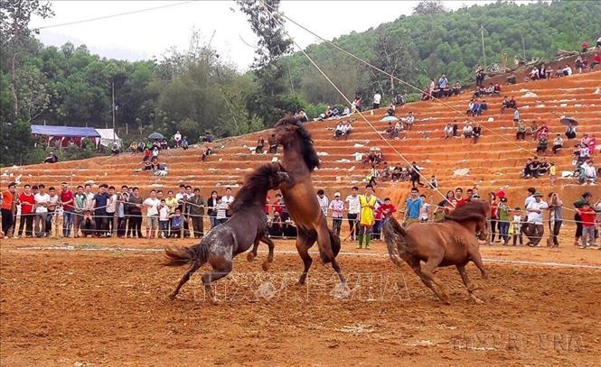 Hấp dẫn giải đua ngựa, đấu ngựa truyền thống xã Phù Lưu  (Tuyên Quang, 2018). Ảnh: Văn Tý -TTXVN