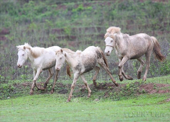 Nuôi ngựa bạch mang lại hiệu quả kinh tế cao, góp phần tăng thu nhập, xoá đói giảm nghèo, nâng cao đời sống của bà con dân tộc các xã vùng cao huyện Lục Ngạn, tỉnh Bắc Giang. Ảnh: Danh Lam-TTXVN
