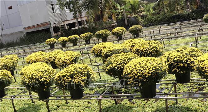 Hoa Tết được bán hết và chờ thương lái đến nhận. Ảnh: Hồng Nhung - TTXVN