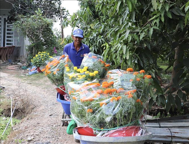 5.000 chậu hoa các loại như cát tường, vạn thọ, cúc mâm xôi,… đã được tiêu thụ hết. Ảnh: Hồng Nhung - TTXVN