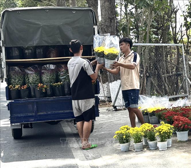 Vận chuyển hoa cho kịp chợ Tết. Ảnh: Hồng Nhung - TTXVN